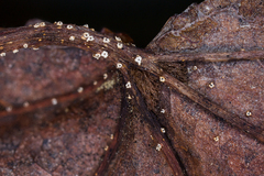 Ambarignomonia petiolorum