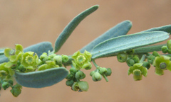 Antizoma angustifolia