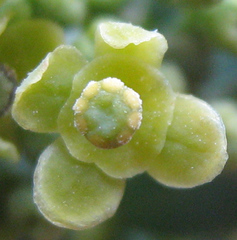 Antizoma angustifolia