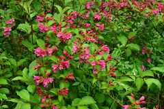 Weigela florida