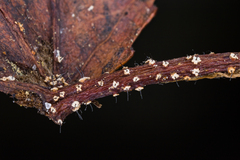 Ambarignomonia petiolorum