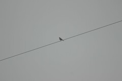 Turdus pilaris