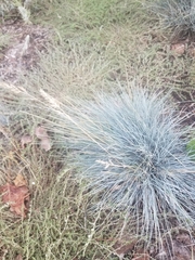Festuca glauca