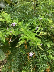 Duranta erecta