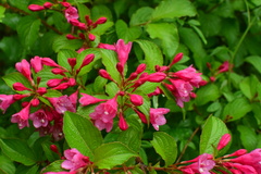Weigela florida
