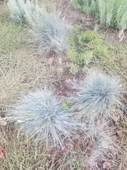 Festuca glauca