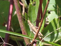 Chorthippus brunneus