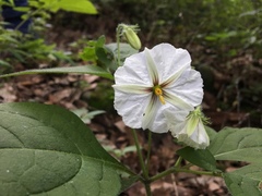 Lycianthes rzedowskii