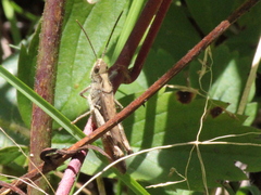 Chorthippus brunneus
