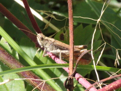Chorthippus brunneus