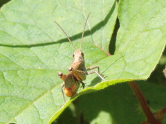Chorthippus brunneus