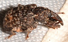 Conotrachelus elegans