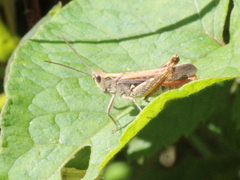 Chorthippus brunneus