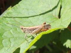 Chorthippus brunneus