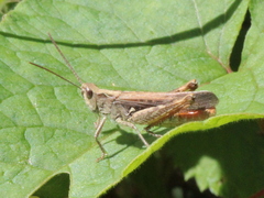 Chorthippus brunneus