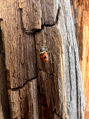 Hippodamia oregonensis