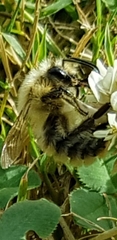 Bombus sylvarum