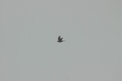 Turdus pilaris