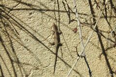 Podarcis guadarramae