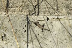 Podarcis guadarramae