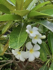 Plumeria obtusa