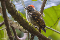 Chloropicus fuscescens lepidus