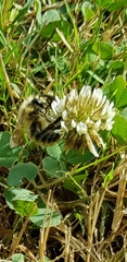 Bombus sylvarum