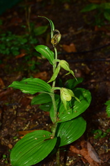 Cypripedium henryi
