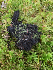 Flagelloscypha minutissima