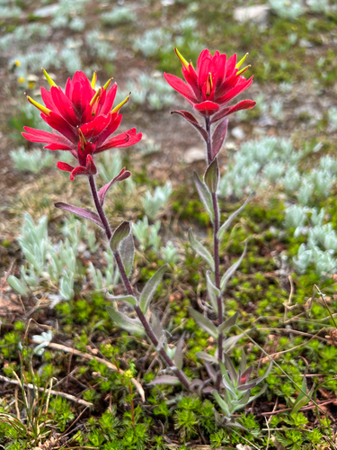 Castilleja elmeri Fernald
