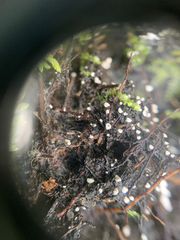 Flagelloscypha minutissima