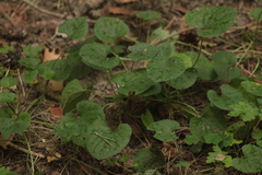 Viola