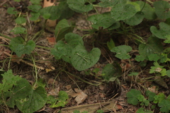 Viola