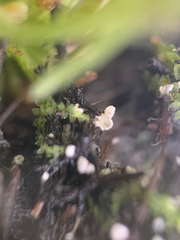 Flagelloscypha minutissima