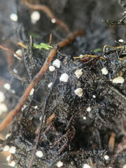 Flagelloscypha minutissima