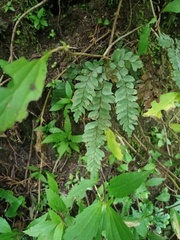 Adiantum hispidulum
