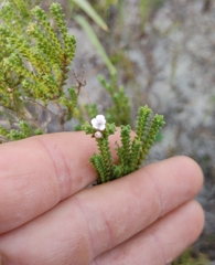 Euchaetis meridionalis