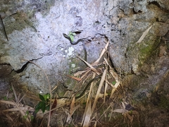 Lycodon meridionalis