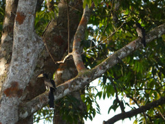 Lophoceros fasciatus