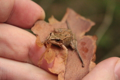 Rana temporaria
