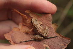 Rana temporaria