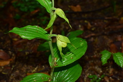 Cypripedium henryi