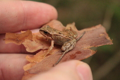 Rana temporaria