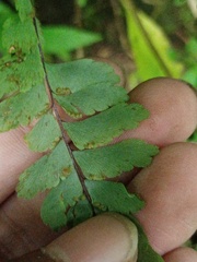 Adiantum hispidulum