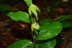 Cypripedium henryi