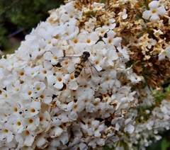 Meliscaeva cinctella