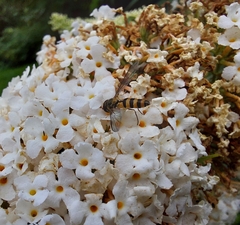 Meliscaeva cinctella