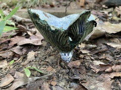 Lactarius atroviridis