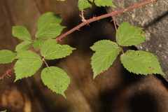 Rubus tuberculatus