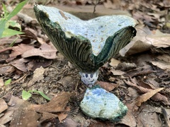 Lactarius atroviridis